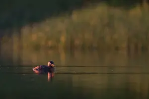 Podiceps: Red-necked Grebe