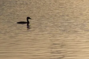 Podiceps: Red-necked Grebe
