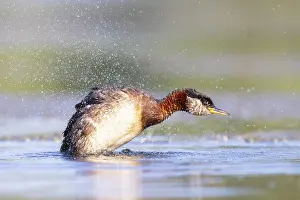 Podicipedidae: Red-necked Grebe