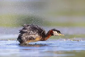 Podicipedidae: Red-necked Grebe