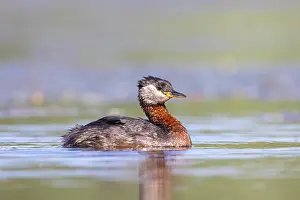 Podicipedidae: Red-necked Grebe