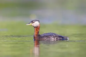 Podicipedidae: Red-necked Grebe