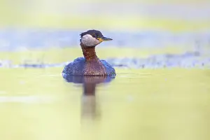 Podicipedidae: Red-necked Grebe