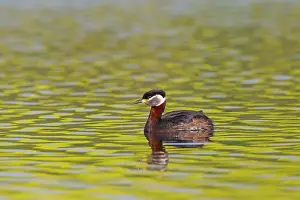Grisegena: Red-necked Grebe adult