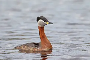 Grisegena: Red-necked Grebe adult