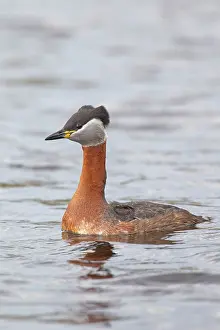 Grisegena: Red-necked Grebe adult