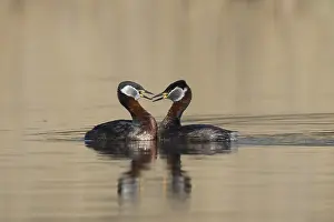 Podiceps: Red-necked Grebe - displaying pair - Germany