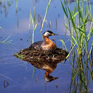 Zdenek Tunka: Red-necked Grebe - on nest