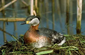 Karin Laub: Red-necked Grebe - on nest
