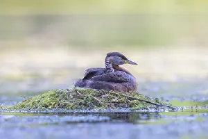 Podicipedidae: Red-necked Grebe nest