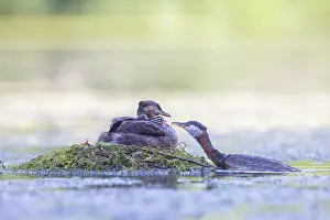 Podicipedidae: Red-necked Grebe nest