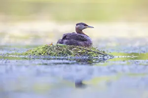 Podicipedidae: Red-necked Grebe nest