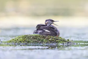 Podicipedidae: Red-necked Grebe nest