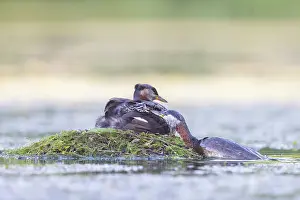 Podicipedidae: Red-necked Grebe nest