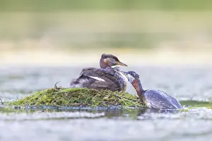 Podicipedidae: Red-necked Grebe nest