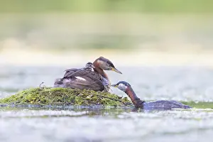 Podicipedidae: Red-necked Grebe nest