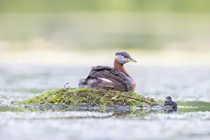 Podicipedidae: Red-necked Grebe nest