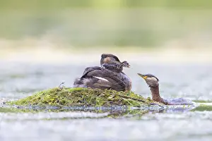 Podicipedidae: Red-necked Grebe nest