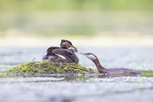 Podicipedidae: Red-necked Grebe nest
