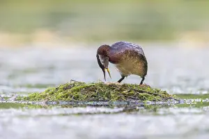 Podicipedidae: Red-necked Grebe nest