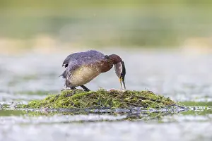Podicipedidae: Red-necked Grebe nest