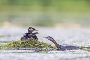 Podicipedidae: Red-necked Grebe nest