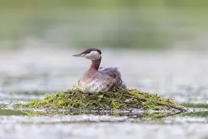 Podicipedidae: Red-necked Grebe nest