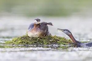 Podicipedidae: Red-necked Grebe nest