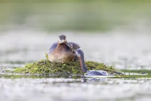 Podicipedidae: Red-necked Grebe nest