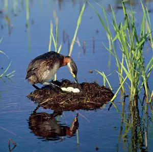 Zdenek Tunka: Red-necked Grebe - at nest with eggs