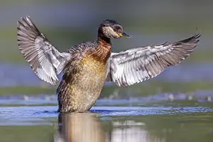Bathing: Red-necked grebe (Podiceps grisegena)