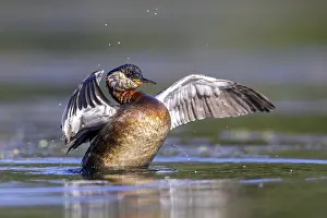 Bathing: Red-necked grebe (Podiceps grisegena)
