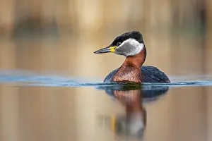 Grisegena: Red-necked grebe (Podiceps grisegena) Biosphere