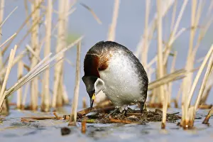 Show: Red-necked Grebe (Podiceps grisegena) invitating to mating on nest