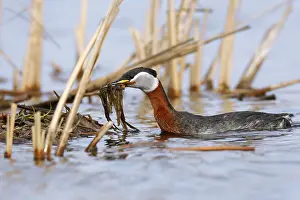 Nest Material: Red-necked Grebe (Podiceps grisegena) with nesting material
