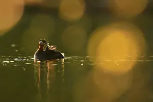 Nurse: Red-necked grebe (Podiceps grisegena), Red-necked