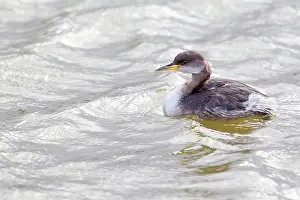 Grisegena: Red-necked Grebe (Podiceps grisegena) in winter plumage on w