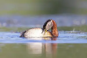 Podicipedidae: Red-necked Grebe preening
