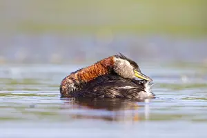 Podicipedidae: Red-necked Grebe preening