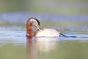 Podicipedidae: Red-necked Grebe preening