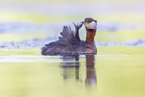 Podicipedidae: Red-necked Grebe preening