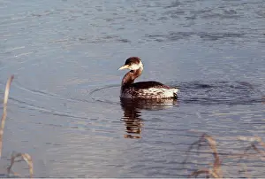 Grebes: RED-NECKED GREBE - on water