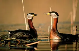 Grisegena: Red-Necked GREBES -displaying courtship
