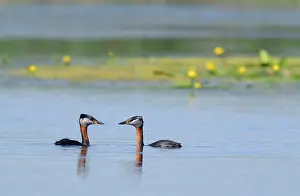 Grisegena: Red-necked Grebes (Podiceps grisegena) on water
