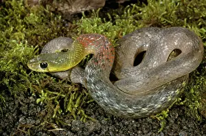 Keel: Red Necked Keelback Snake