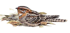 Ruficollis: Red-necked Nightjar