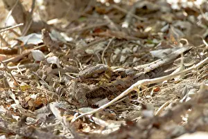 Ruficollis: Red-necked Nightjar in roost