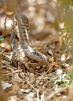 Ruficollis: Red-necked Nightjar in roost