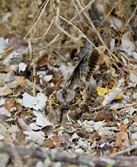 Ruficollis: Red-necked Nightjar in roost