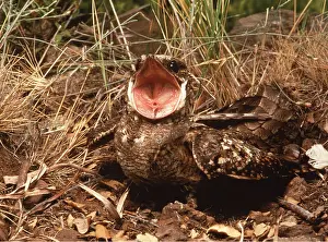 Nightjar: RED NECKED NIGHTJAR - Showing gape
